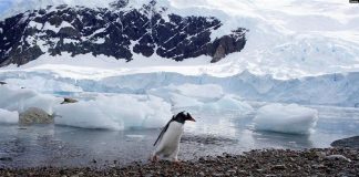 ذوبان 20% من جليد القارة القطبية الجنوبية خلال 10 أيام فقط