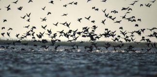 لماذا نحتاج إلى الأراضي الرطبة