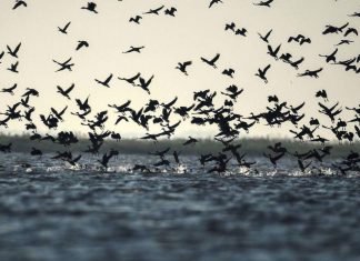 لماذا نحتاج إلى الأراضي الرطبة