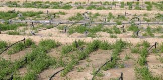 تعاون بين هيئة البيئة في أبوظبي وإكبا لحماية البيئة في الإمارات الزراعة الملحية