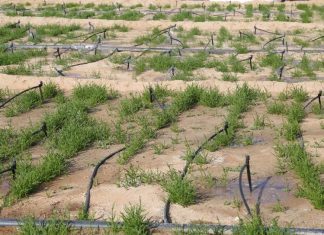 تعاون بين هيئة البيئة في أبوظبي وإكبا لحماية البيئة في الإمارات الزراعة الملحية