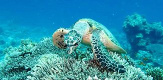 «كورونا» ينقذ السلاحف الخضراء من الانقراض السلاحف الخضراء