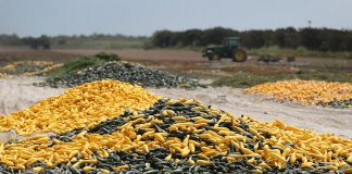 فيروس كورونا: كيف أثّر الوباء على صناعة الأغذية في العالم؟ الأمن الغذائي