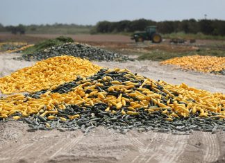 فيروس كورونا: كيف أثّر الوباء على صناعة الأغذية في العالم؟ الأمن الغذائي