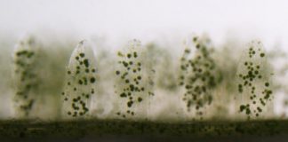 شعاب مرجانية لحماية أنظمة البيئة البحرية الشعاب المرجانية