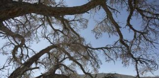 ما هو خطر التغيُّرات المناخية على الكائنات الحية؟ أشجار يابسة