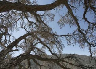 ما هو خطر التغيُّرات المناخية على الكائنات الحية؟ أشجار يابسة