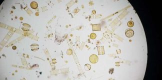 انخفاض شديد في العوالق البحرية يؤثر على النُظم البيئية البحرية