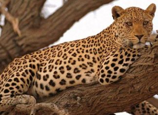 لجنة لحماية النمر العربي في اليمن النمر العربي في اليمن