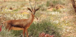 تطوير بيئي لإعادة التوازن الطبيعي في محمية شرعان بـ«العُلا» السعودية