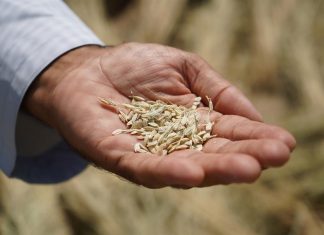 نجاح مميز للتجارب الأولية لزراعة الأرز في الإمارات