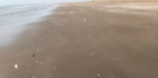 اكتشاف أول تعشيش لسلاحف “ردلي الزيتونية” البحرية في الإمارات