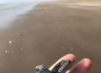 اكتشاف أول تعشيش لسلاحف “ردلي الزيتونية” البحرية في الإمارات