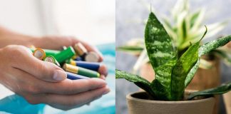 بطاريات تغذي النباتات.. سر أسترالي لحماية البيئة موضوع عن البيئة