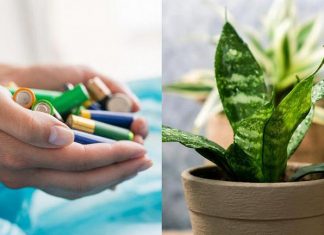 بطاريات تغذي النباتات.. سر أسترالي لحماية البيئة موضوع عن البيئة