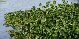 «زهرة النيل» تجفف أنهار العراق وتبيد ثروته السمكية زهرة النيل