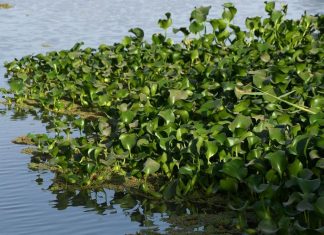 «زهرة النيل» تجفف أنهار العراق وتبيد ثروته السمكية زهرة النيل