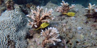 غواصون يزرعون الشعاب قبالة الإمارات لبناء حواجز مرجانية الشعاب المرجانية في الإمارات