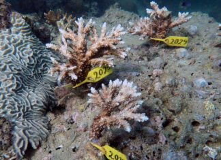 غواصون يزرعون الشعاب قبالة الإمارات لبناء حواجز مرجانية الشعاب المرجانية في الإمارات