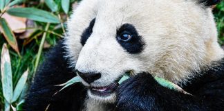 الاحتفال بيوم البيئة العالمي تحت شعار «حان وقت الطبيعة» باندا panda