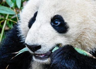 الاحتفال بيوم البيئة العالمي تحت شعار «حان وقت الطبيعة» باندا panda