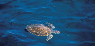 إطلاق أكبر مركز في المنطقة لإعادة تأهيل السلاحف البحرية في أبوظبي سلحفاة بحرية