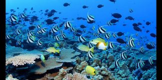 التنوع البيولوجي وصحة المحيطات.. معادلة النمو الاقتصادي وحماية البيئة المحيطات