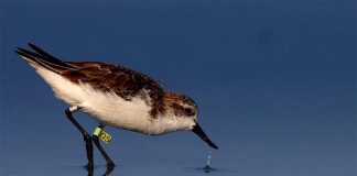 بلدية دبي تحتفل باليوم العالمي للطيور المهاجرة الطيور المهاجرة