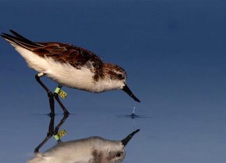 بلدية دبي تحتفل باليوم العالمي للطيور المهاجرة الطيور المهاجرة