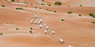 ندوة تناقش جهود برامج صون المها العربي في الإمارات المها العربي