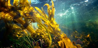 بلاستيك من أعشاب البحر قابل للأكل أعشاب البحر