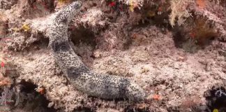 اكتشاف بيئة مرجانية ضخمة وغنية بالأسماك شعاب مرجانية