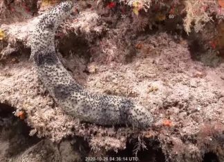 اكتشاف بيئة مرجانية ضخمة وغنية بالأسماك شعاب مرجانية