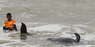 إنقاذ 120 حوتاً طياراً بعد «أسوأ جنوح» في سريلانكا حوت طيار