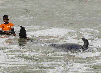 إنقاذ 120 حوتاً طياراً بعد «أسوأ جنوح» في سريلانكا حوت طيار