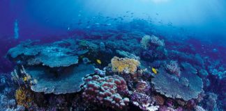 مبادرات في قمة العشرين لحماية الأراضي المتدهورة مشهد ملتقط تحت سواحل مشروع آمالا العملاق المزمع قيامه في البحر الأحمر غرب السعودية (الشرق الأوسط)