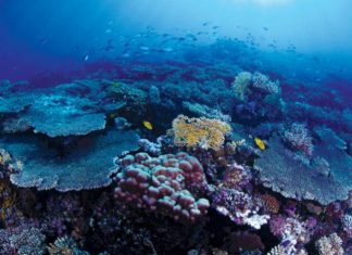 مبادرات في قمة العشرين لحماية الأراضي المتدهورة مشهد ملتقط تحت سواحل مشروع آمالا العملاق المزمع قيامه في البحر الأحمر غرب السعودية (الشرق الأوسط)