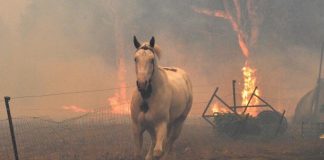 تقرير: التغير المناخي أكثر فتكاً من «كورونا» حرائق الغابات