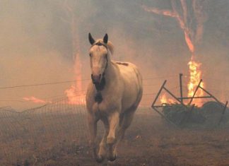 تقرير: التغير المناخي أكثر فتكاً من «كورونا» حرائق الغابات
