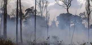 دراسة جديدة تحلل تأثيرات دخان حرائق الغابات على جودة الهواء