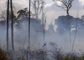 رياح عاتية تؤجج حريق غابات بالقرب من أثينا