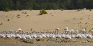 «بيئة أبوظبي» تفوز بجائزة المساهمة المتميزة في التنوع البيولوجي العالمي 2020 التنوع البيولوجي