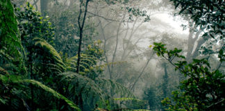 علماء يقترحون فكرة الأشجار المعدلة وراثيًا لمحاربة تغير المناخ