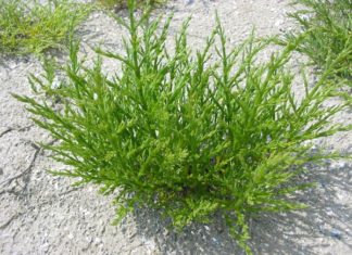 الإمارات: نبات ملحي محلي ينتج وقوداً حيوياً عالي Salicornia