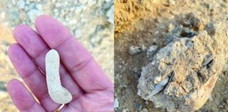 أحافير الكويت في دراسة للجمعية الكويتية لحماية البيئة أحافير الكويت