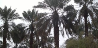 مصر: إنشاء أول مصنع لإنتاج خشب MDF من جريد النخل سعف النخيل