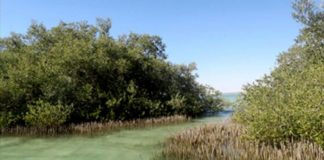 البحث عن خيارات «الكربون الأزرق» لمواجهة تغير المناخ