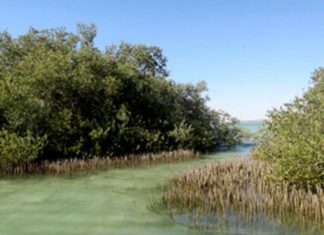 البحث عن خيارات «الكربون الأزرق» لمواجهة تغير المناخ