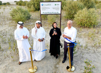 غابة القرم في دبي.. الشجرة الصديقة للبيئة تزين ساحل المدينة القرم