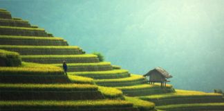 لمكافحة تغير المناخ.. الصين ستزرع 36 ألف كيلومتر من الغابات الجديدة سنويا